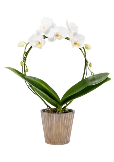 Hooped Orchid Plant Gift Delivery &pound;40
